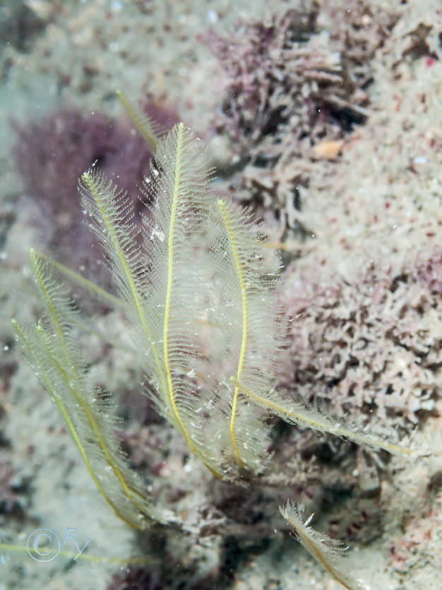 Nemertesia antennina -- antenna hydroid  sea beard