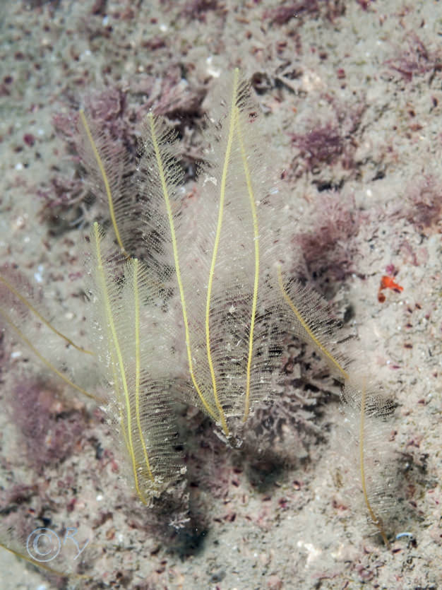 Nemertesia antennina -- antenna hydroid  sea beard