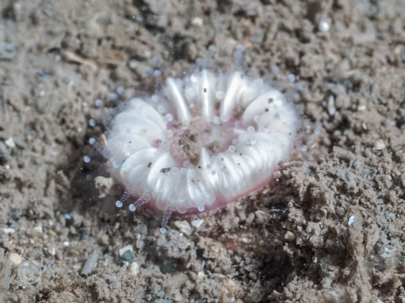 Caryophyllia smithii -- Devonshire cup-coral