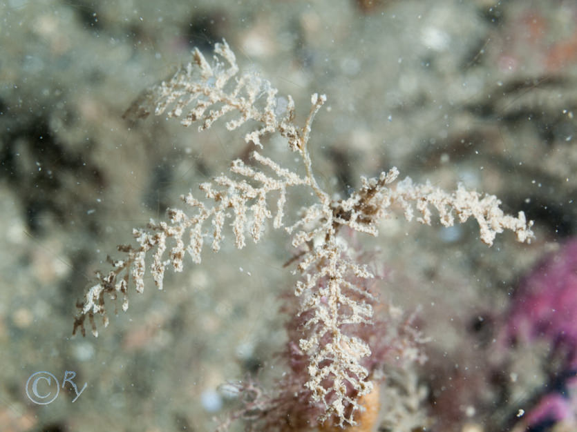 Hydrallmania falcata -- helter-skelter hydroid