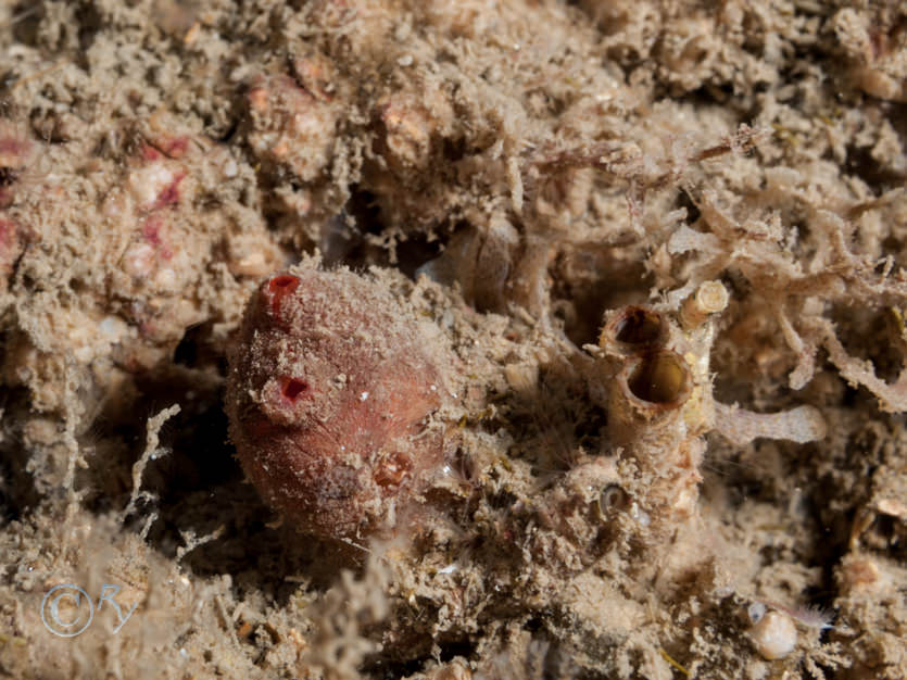 Dendrodoa grossularia -- baked bean sea squirt, Piddock syphons?