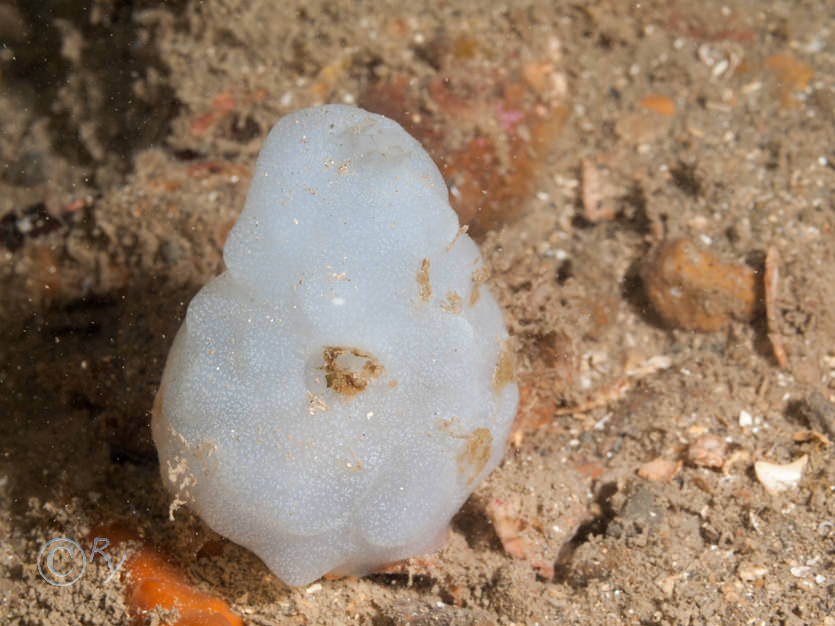 Phallusia mammillata -- Neptune's heart sea squirt
