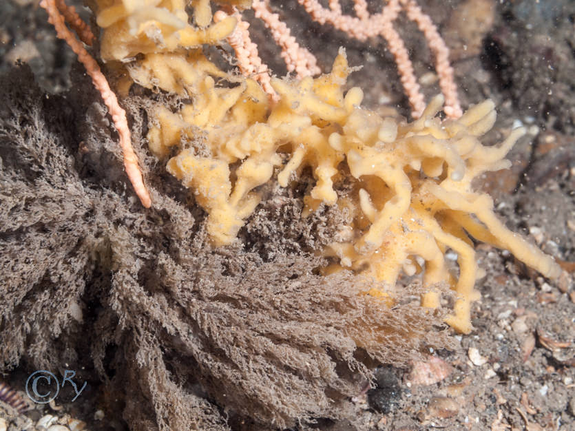 Eunicella verrucosa -- pink sea fan  fan coral, Iophon hyndmani, Vesicularia spinosa