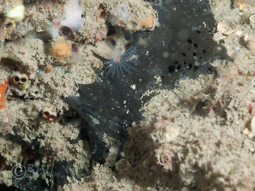 Dercitus bucklandi -- black tar sponge, Sabella discifera