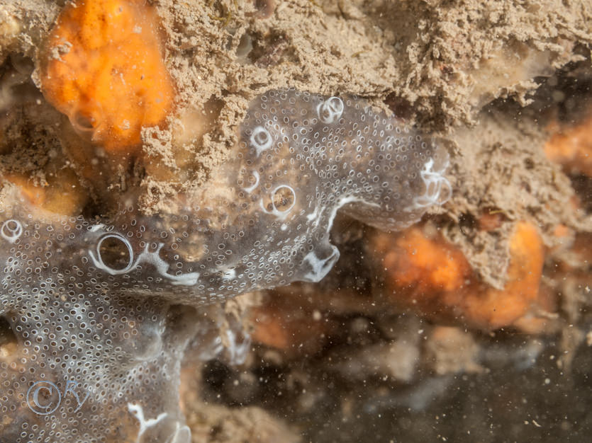 Diplosoma spongiforme -- sponge sea squirt