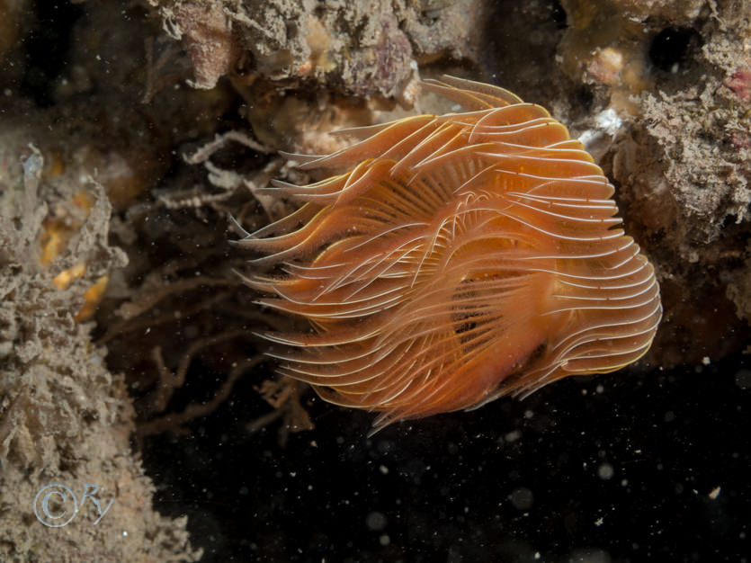 Protula tubularia
