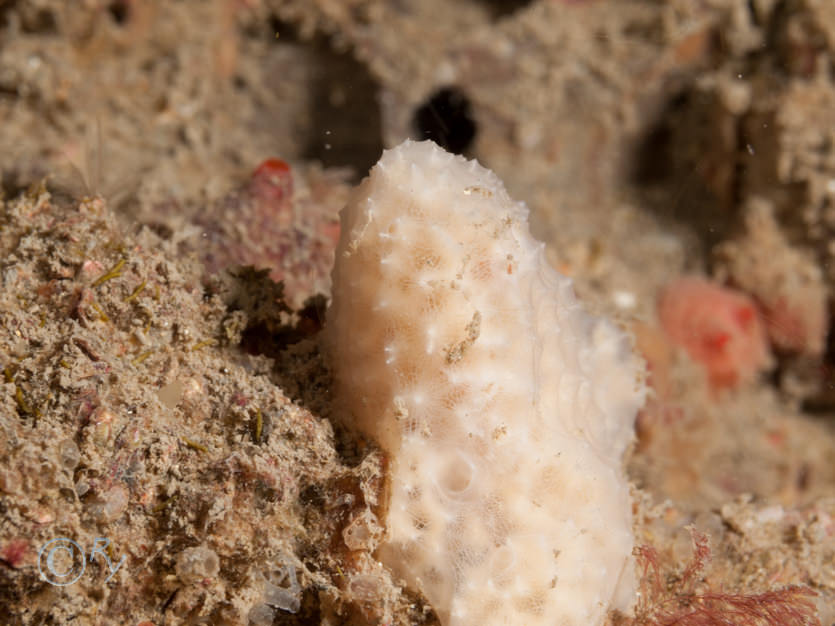 Dysidea fragilis -- goosebump sponge