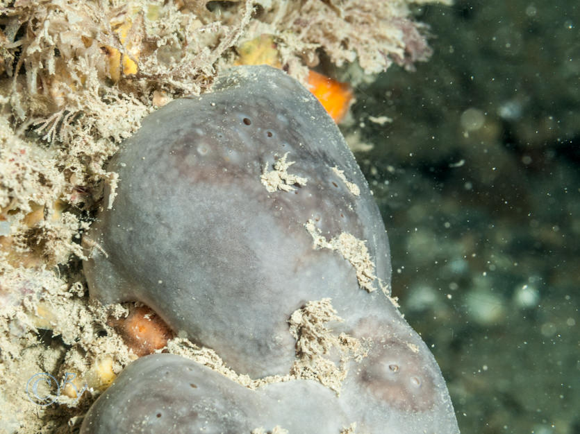 Pachymatisma johnstonia -- elephant hide sponge