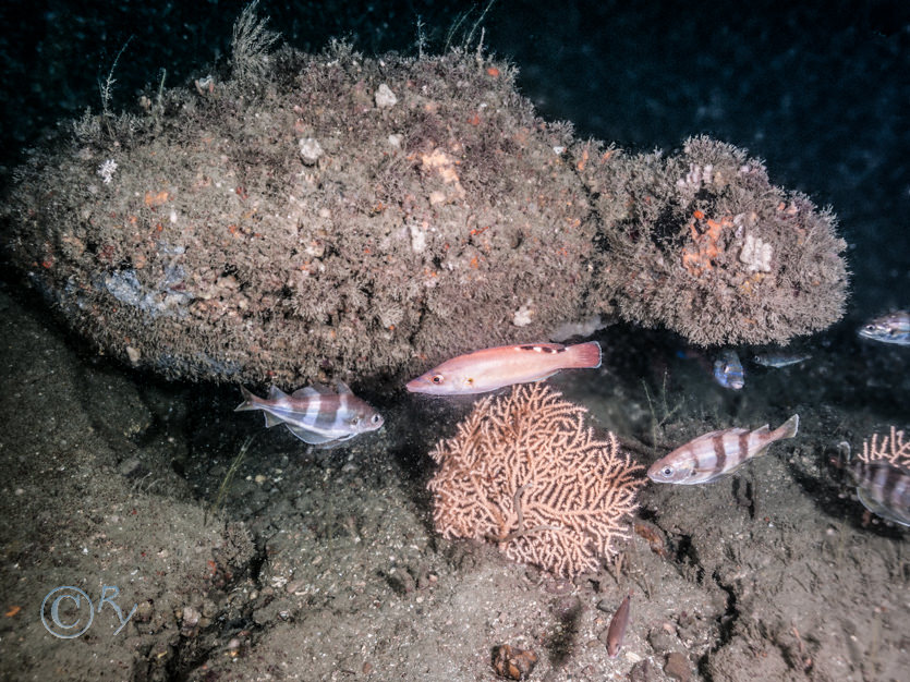 Ctenolabrus rupestris -- goldsinny, Eunicella verrucosa -- pink sea fan  fan coral, Labrus mixtus -- cuckoo wrasse, Trisopterus luscus -- bib