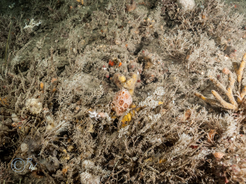 Bryozoan turf, Hemimycale columella -- crater sponge, Leucosolenia sp., Raspailia hispida