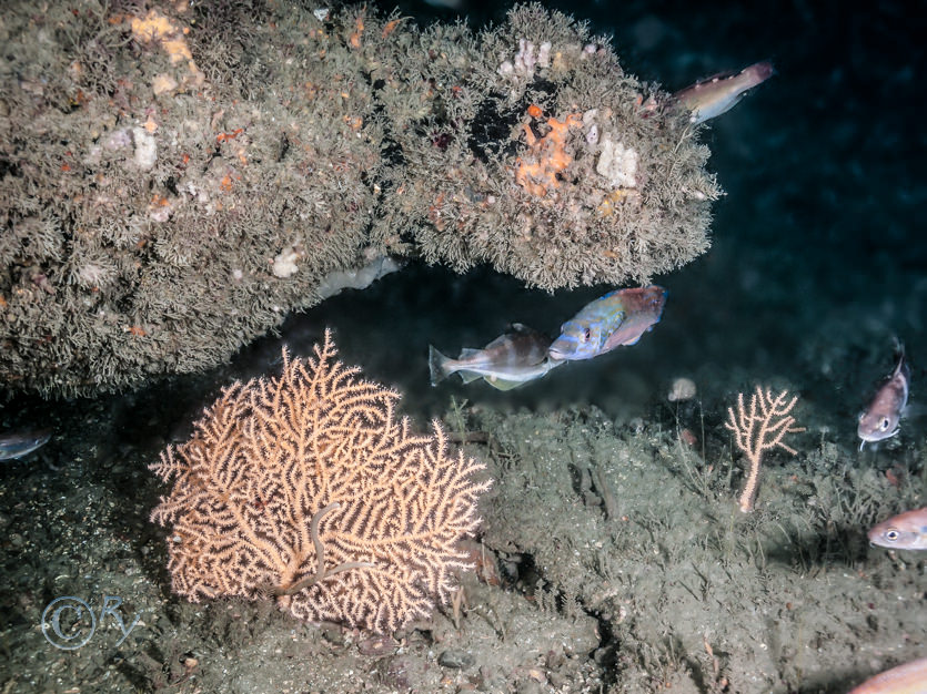 Eunicella verrucosa -- pink sea fan  fan coral, Labrus mixtus -- cuckoo wrasse, Trisopterus luscus -- bib