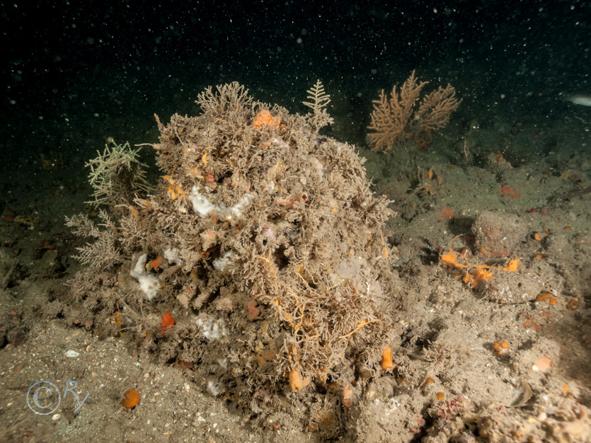 Amphilectus fucorum -- shredded carrot sponge, Bryozoan turf, Cellepora pumicosa -- orange pumice bryozoan, Eunicella verrucosa -- pink sea fan  fan coral, Sertularella rugosa