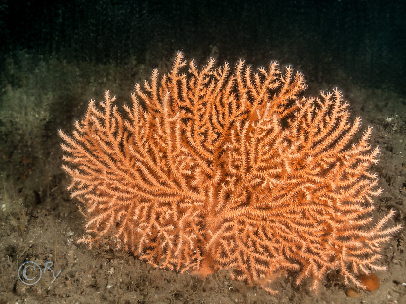 Eunicella verrucosa -- pink sea fan  fan coral