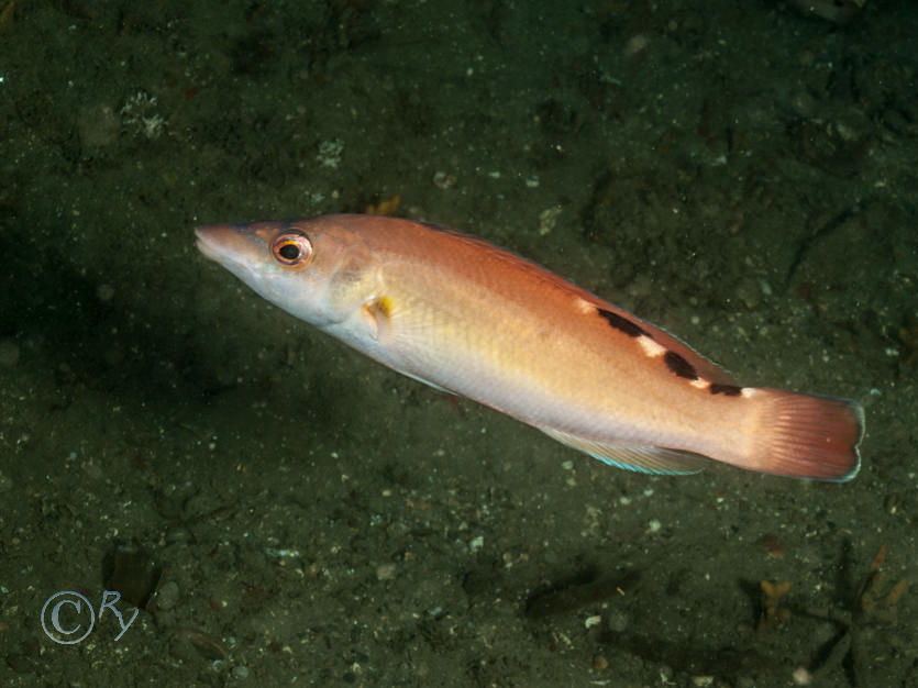 Labrus mixtus -- cuckoo wrasse