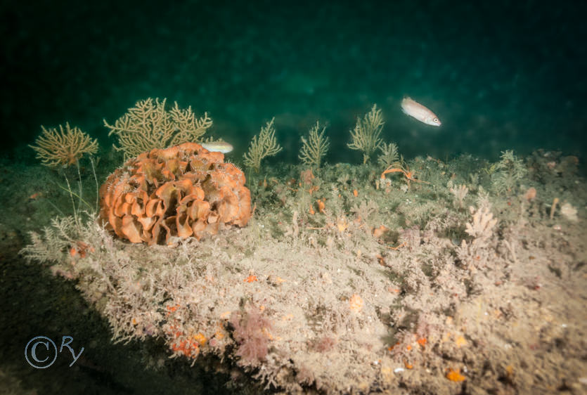 Eunicella verrucosa -- pink sea fan  fan coral, Pentapora foliacea -- potato crisp bryozoan