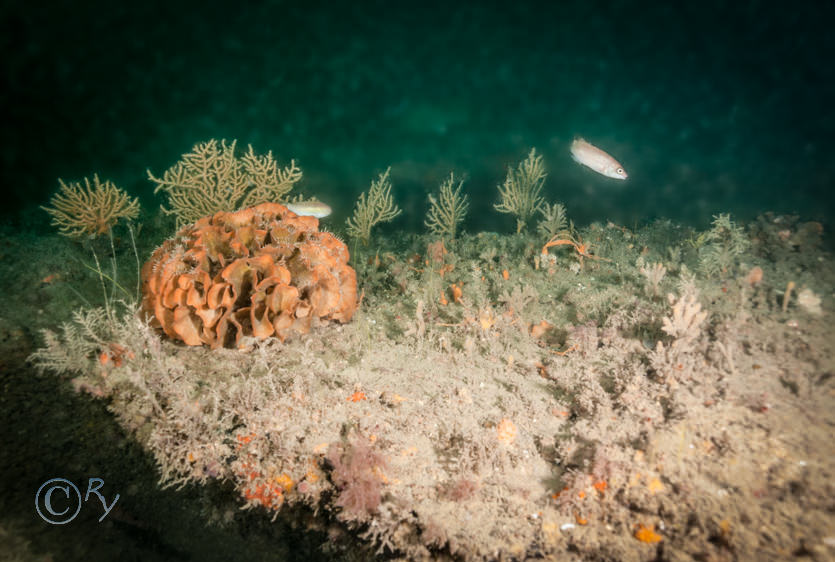 Eunicella verrucosa -- pink sea fan  fan coral, Pentapora foliacea -- potato crisp bryozoan