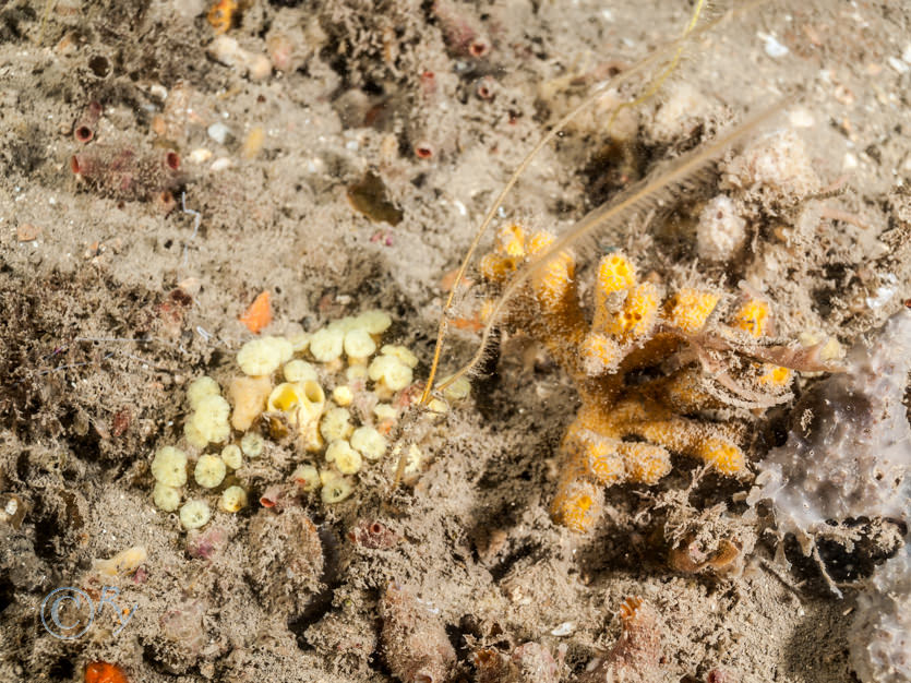 Cliona celata -- boring sponge, Dysidea fragilis -- goosebump sponge, Nemertesia antennina -- antenna hydroid  sea beard, Stelligera rigida