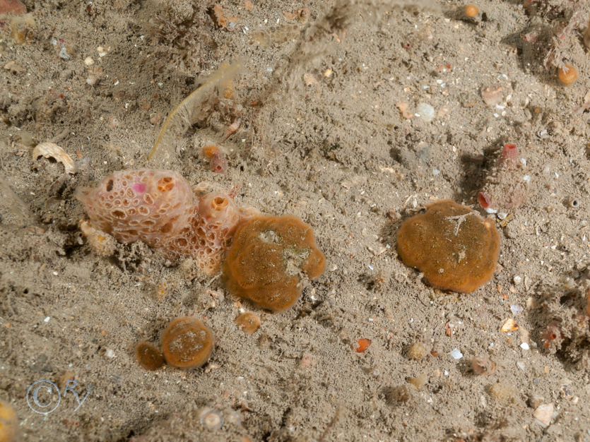 Cellepora pumicosa -- orange pumice bryozoan, Hemimycale columella -- crater sponge, Nemertesia antennina -- antenna hydroid  sea beard, Polycarpa scuba -- teapot sea squirt