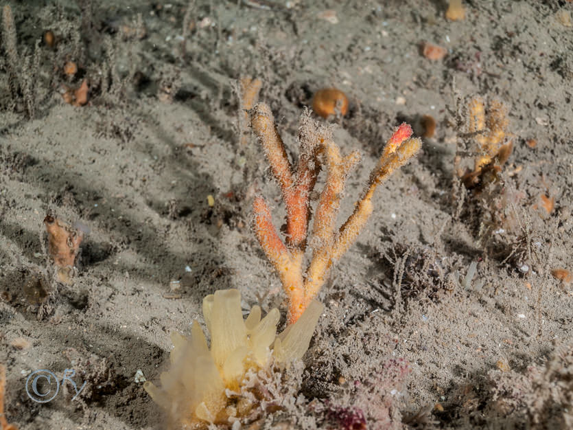 Polymastia penicillus (mamillaris) -- chimney sponge, Raspailia hispida
