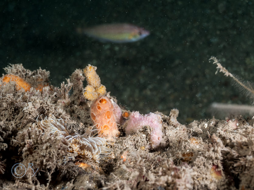 Bispira volutacornis -- double spiral worm, Dysidea pallescens?, Hemimycale columella -- crater sponge, Stelligera rigida