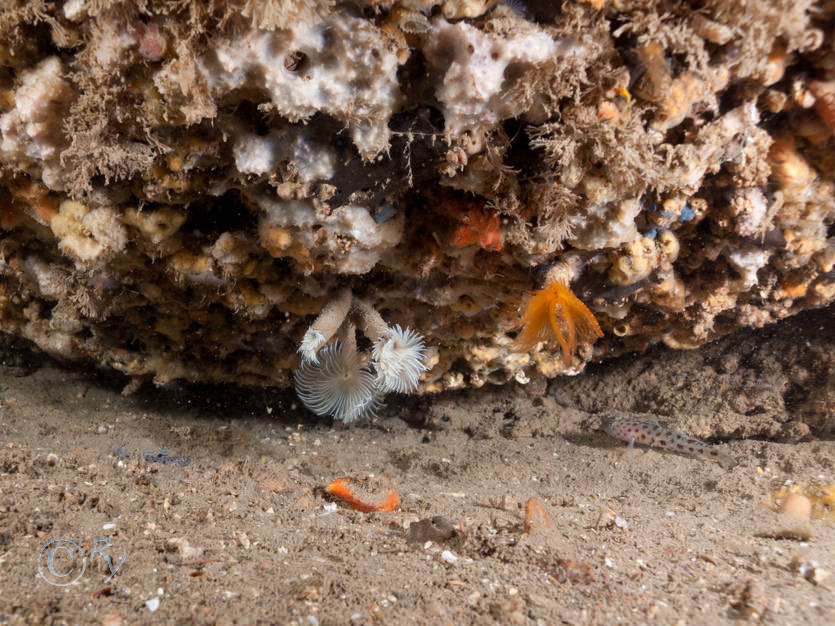 Bispira volutacornis -- double spiral worm, Dysidea fragilis -- goosebump sponge, Hymedesmia paupertas -- blue sponge, Protula tubularia, Thorogobius ephippiatus -- leopard-spotted goby