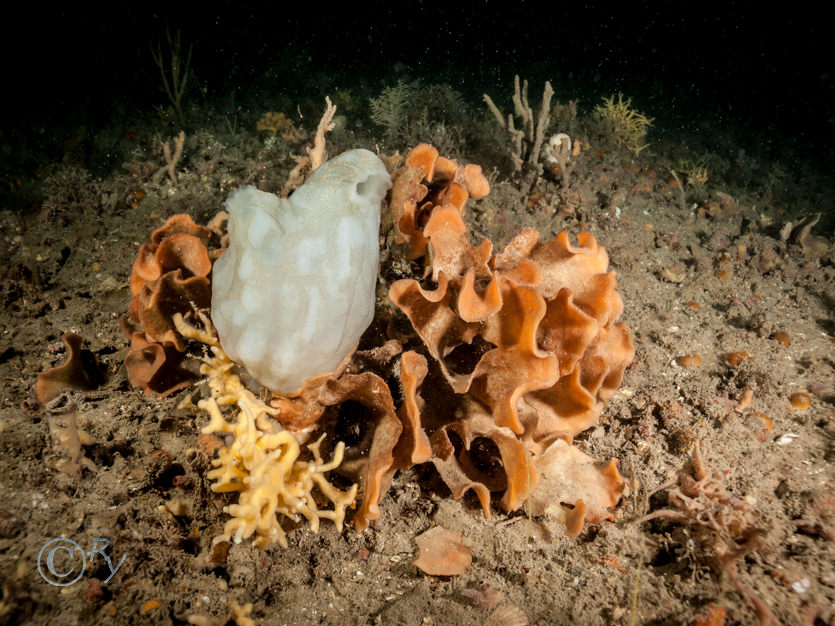 Cellepora pumicosa -- orange pumice bryozoan, Iophon hyndmani, Pentapora foliacea -- potato crisp bryozoan, Phallusia mammillata -- Neptune's heart sea squirt, Haliclona oculata -- mermaid's glove