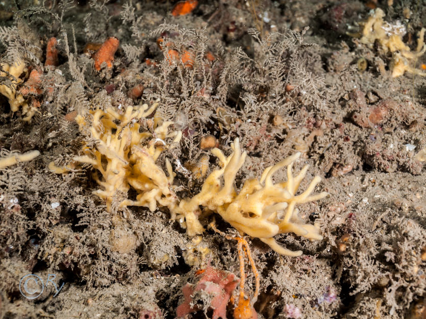 Amphilectus fucorum -- shredded carrot sponge, Hydrallmania falcata -- helter-skelter hydroid, Iophon hyndmani