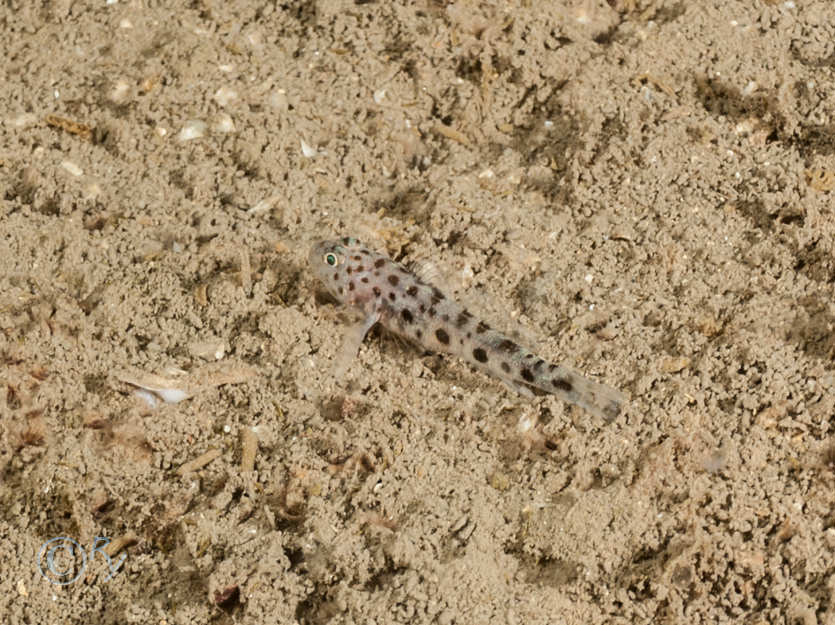 Thorogobius ephippiatus -- leopard-spotted goby