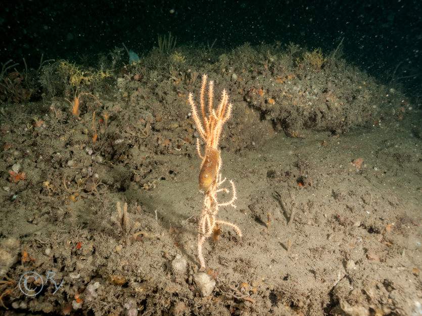 Cat shark egg case, Eunicella verrucosa -- pink sea fan  fan coral