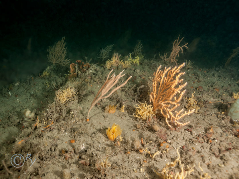 Eunicella verrucosa -- pink sea fan  fan coral, Haliclona oculata -- mermaid's glove, Iophon hyndmani, Polymastia Sp.