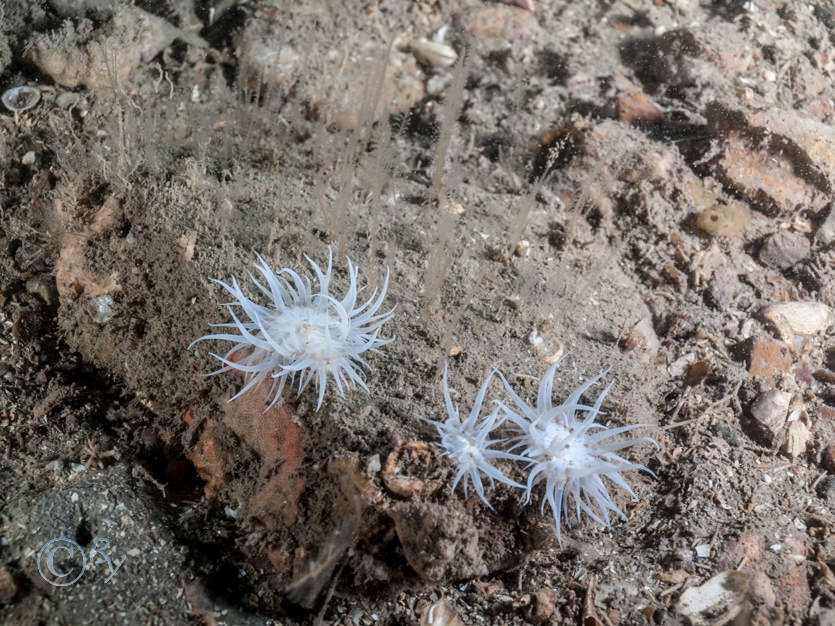 Actinothoe sphyrodeta -- white striped anemone