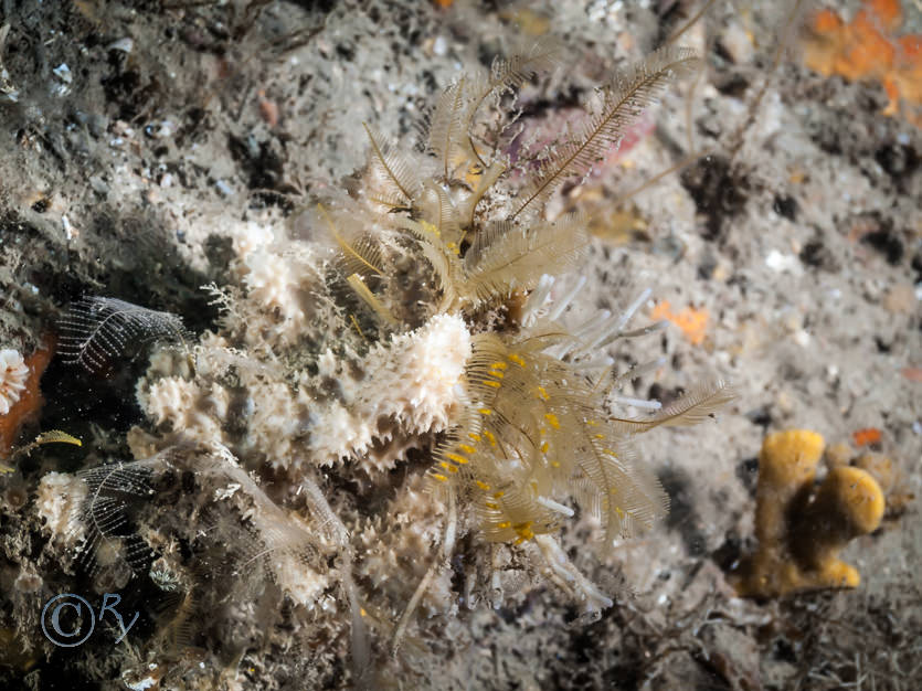 Aglaophenia tubulifera, Dysidea fragilis -- goosebump sponge