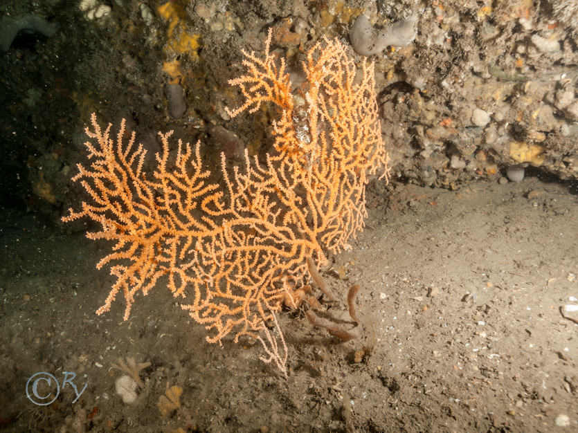 Alcyonidium diaphanum -- finger bryozoan  sea chervil, Eunicella verrucosa -- pink sea fan  fan coral, Pachymatisma johnstonia -- elephant hide sponge