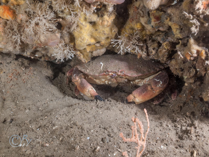 Cancer pagurus -- edible crab, Chartella papyracea