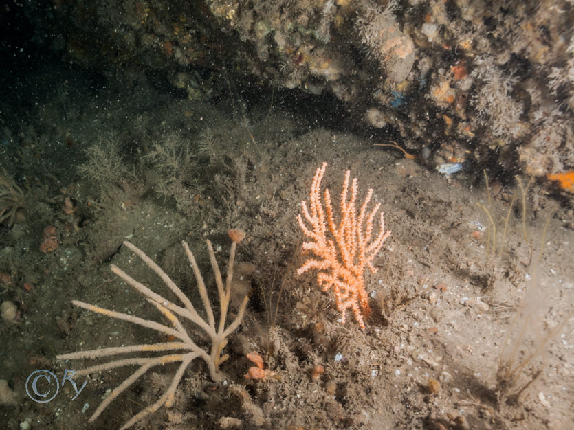 Eunicella verrucosa -- pink sea fan  fan coral, Hymedesmia paupertas -- blue sponge, Pawsonia saxicola -- white crevice sea cuumber  white gerkin sea cucumber