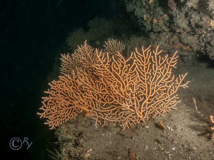 Eunicella verrucosa -- pink sea fan  fan coral