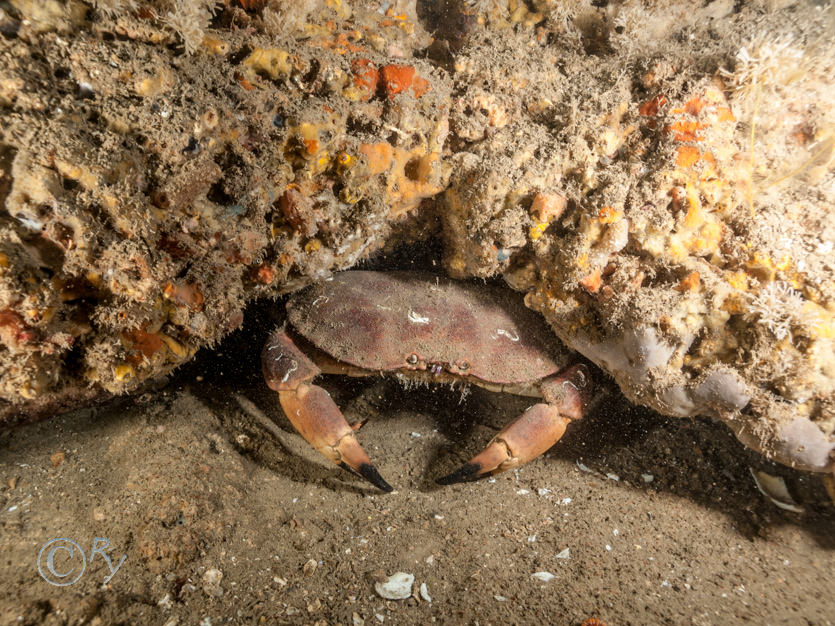 Cancer pagurus -- edible crab, Epizoanthus couchii -- sandy creeplet, Hymedesmia paupertas -- blue sponge