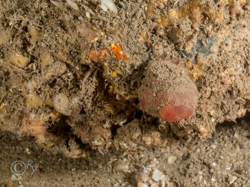 Ascidia mentula -- red sea squirt