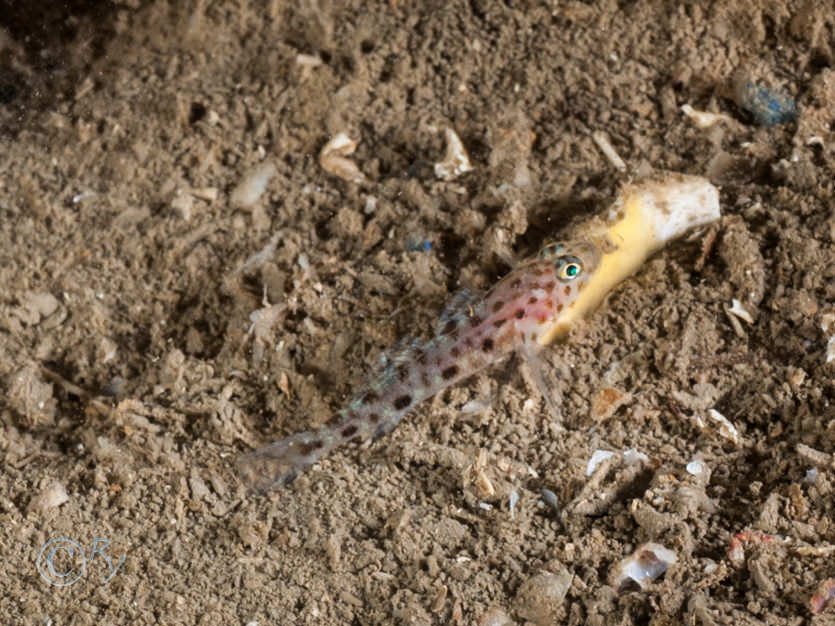 Thorogobius ephippiatus -- leopard-spotted goby