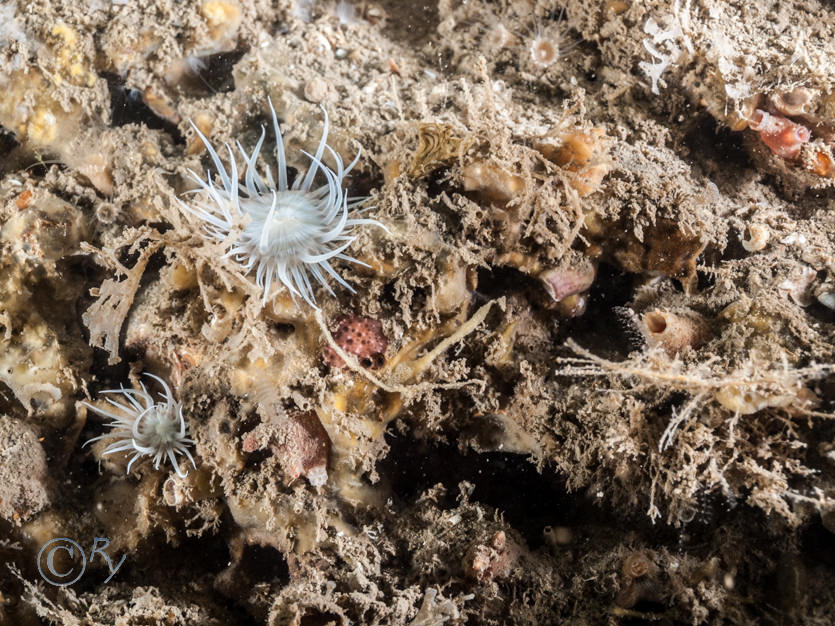 Actinothoe sphyrodeta -- white striped anemone, Ascidiella scabra, Pyura microcosmus