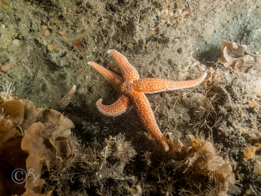 Asterias rubens -- common starfish, Pentapora foliacea -- potato crisp bryozoan