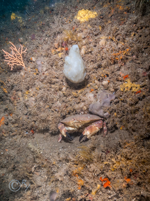 Cancer pagurus -- edible crab, Pachymatisma johnstonia -- elephant hide sponge, Phallusia mammillata -- Neptune's heart sea squirt