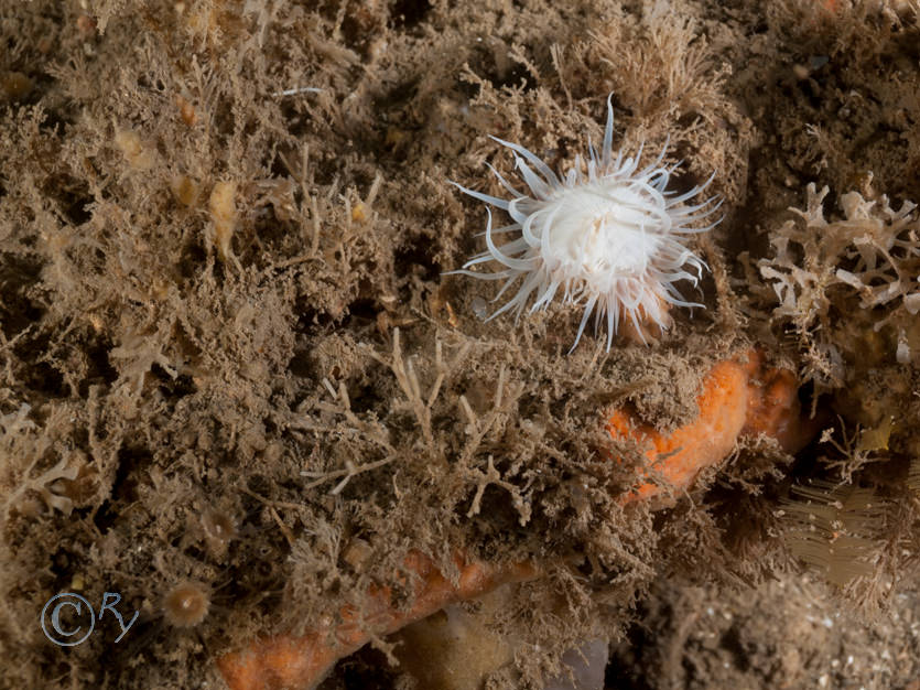 Actinothoe sphyrodeta -- white striped anemone, Bryozoan turf, Epizoanthus couchii -- sandy creeplet