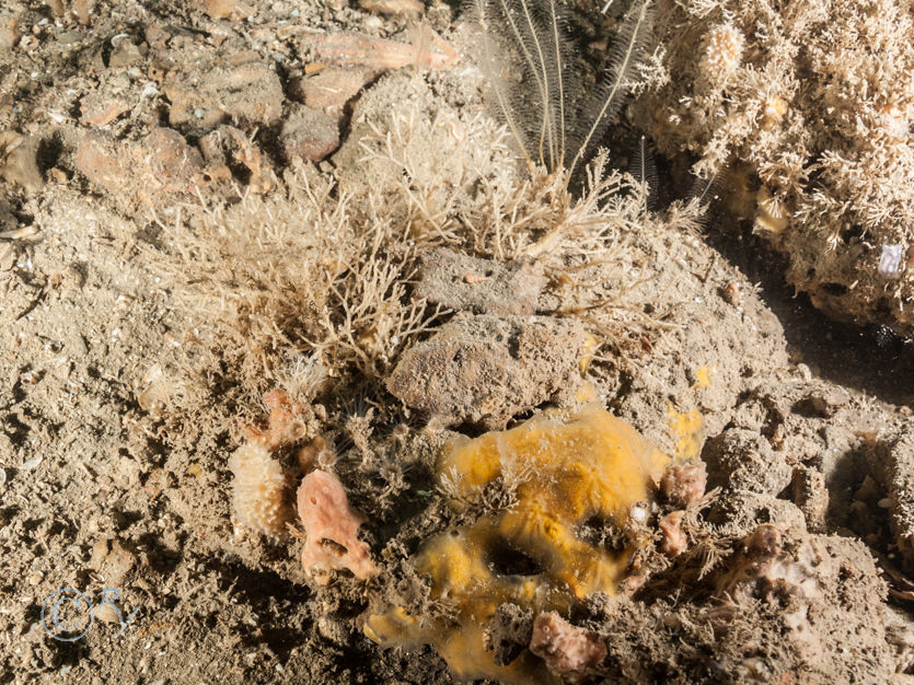 Dysidea fragilis -- goosebump sponge, Hemimycale columella -- crater sponge, Myxilla incrustans, Nemertesia antennina -- antenna hydroid  sea beard