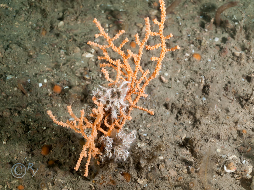 Eunicella verrucosa -- pink sea fan  fan coral, Salmacina dysteri -- coral worm