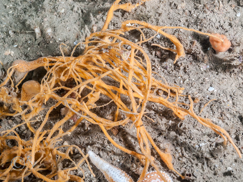 Amphilectus fucorum -- shredded carrot sponge, Asterias rubens -- common starfish, Cellepora pumicosa -- orange pumice bryozoan