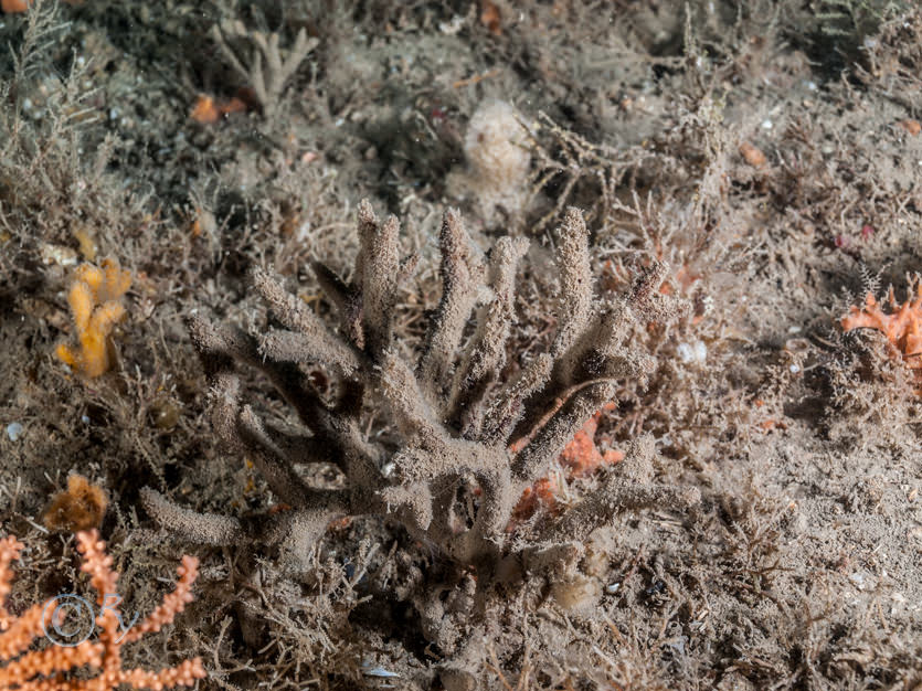 Amphilectus fucorum -- shredded carrot sponge, Bryozoan turf, Dysidea fragilis -- goosebump sponge, Eunicella verrucosa -- pink sea fan  fan coral, Raspailia hispida, Raspailia ramosa -- chocolate finger sponge