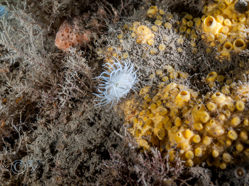 Actinothoe sphyrodeta -- white striped anemone, Cellaria spp, Cliona celata -- boring sponge, Epizoanthus couchii -- sandy creeplet, Hemimycale columella -- crater sponge