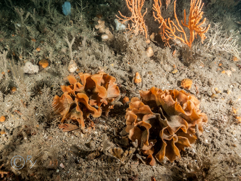 Cellepora pumicosa -- orange pumice bryozoan, Dysidea fragilis -- goosebump sponge, Eunicella verrucosa -- pink sea fan  fan coral, Halecium halecinum -- herringbone hydroid, Phallusia mammillata -- Neptune's heart sea squirt, Raspailia ramosa -- chocolate finger sponge, Stelligera rigida