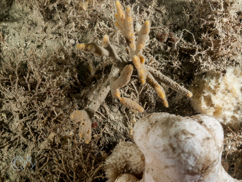 Alcyonium digitatum -- dead men's fingers, Cellaria spp, Dysidea fragilis -- goosebump sponge, Raspailia hispida